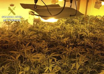 Detenidas 36 personas por cultivo y tráfico de marihuana en dos operaciones llevadas a cabo en Córdoba y Cádiz