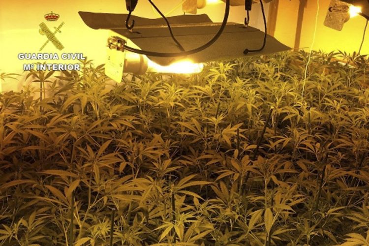 Detenidas 36 personas por cultivo y tráfico de marihuana en dos operaciones llevadas a cabo en Córdoba y Cádiz