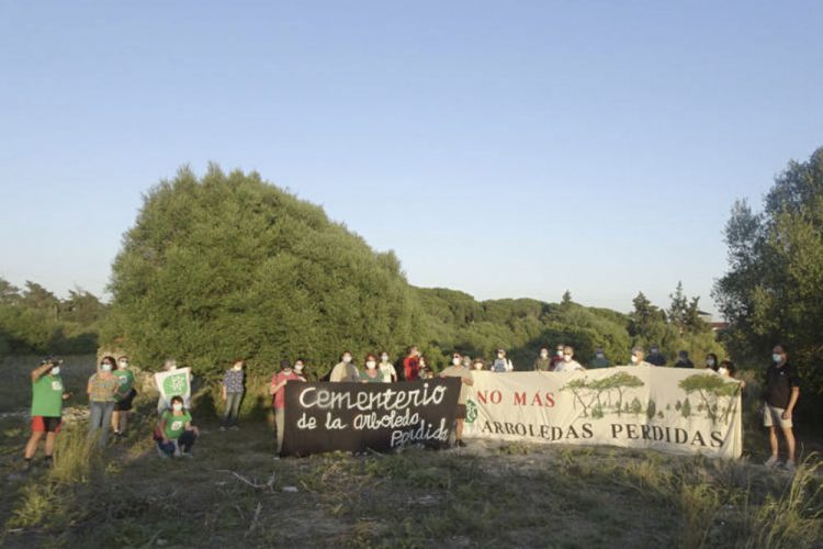 El Puerto. Pretenden construir 1.260 viviendas en uno de los mejores bosques de la Bahía de Cádiz