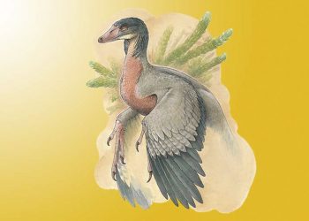 Argentina: este pequeño dinosaurio carnívoro con alas vivió en la Patagonia hace 90 millones de años