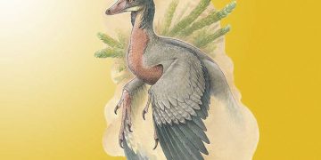 Argentina: este pequeño dinosaurio carnívoro con alas vivió en la Patagonia hace 90 millones de años