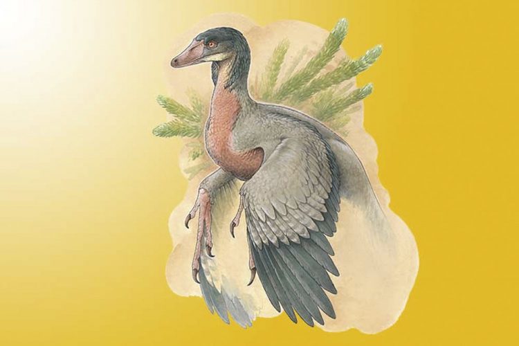 Argentina: este pequeño dinosaurio carnívoro con alas vivió en la Patagonia hace 90 millones de años