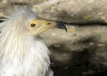 El Zoobotánico reabre sus puertas el próximo martes