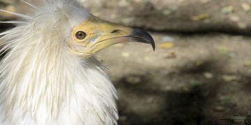 El Zoobotánico reabre sus puertas el próximo martes