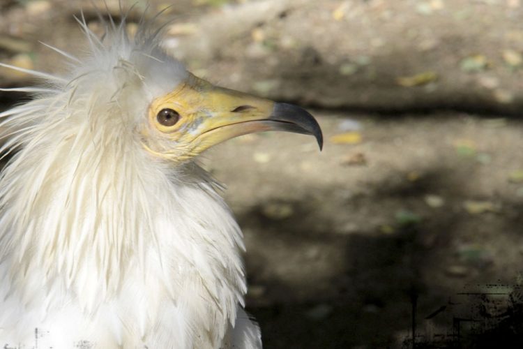 El Zoobotánico reabre sus puertas el próximo martes