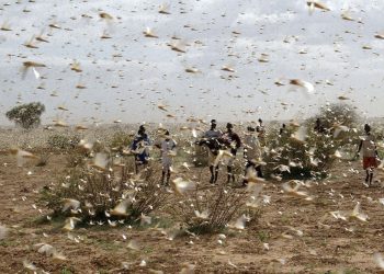 Una plaga de langostas atraviesa el norte de Argentina y amenaza con llegar a Brasil