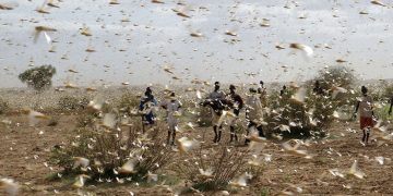 Una plaga de langostas atraviesa el norte de Argentina y amenaza con llegar a Brasil