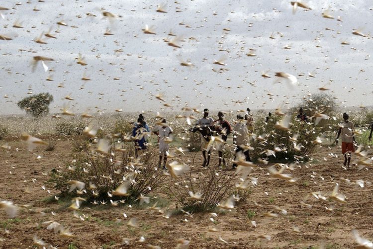 Una plaga de langostas atraviesa el norte de Argentina y amenaza con llegar a Brasil