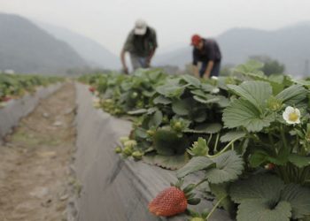 Según la ONU España mantuvo a trabajadores migrantes “completamente desprotegidos” durante la pandemia