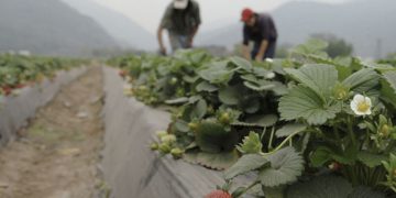 Según la ONU España mantuvo a trabajadores migrantes “completamente desprotegidos” durante la pandemia