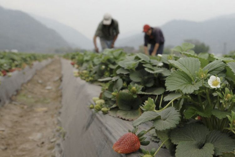 Según la ONU España mantuvo a trabajadores migrantes “completamente desprotegidos” durante la pandemia