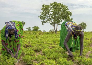 Un ingreso básico temporal desaceleraría el avance de la pandemia de COVID-19
