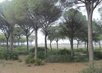 #Agenda. Puerto Real: Recorrido por la Dehesa de Las Yeguas