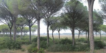 #Agenda. Puerto Real: Recorrido por la Dehesa de Las Yeguas