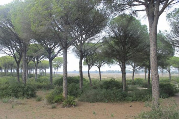 #Agenda. Puerto Real: Recorrido por la Dehesa de Las Yeguas