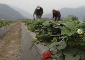 La situación de los trabajadores migrantes estacionales en España pone sus vidas en peligro