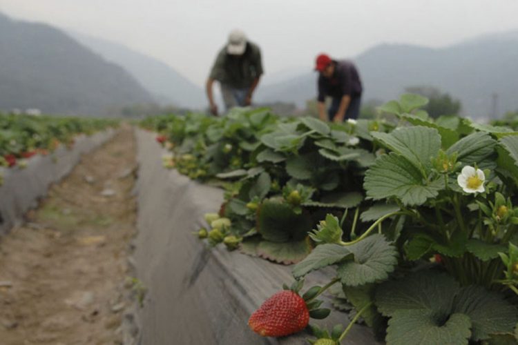 La situación de los trabajadores migrantes estacionales en España pone sus vidas en peligro