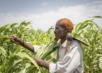 Los precios mundiales de los alimentos suben en agosto