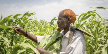Los precios mundiales de los alimentos suben en agosto