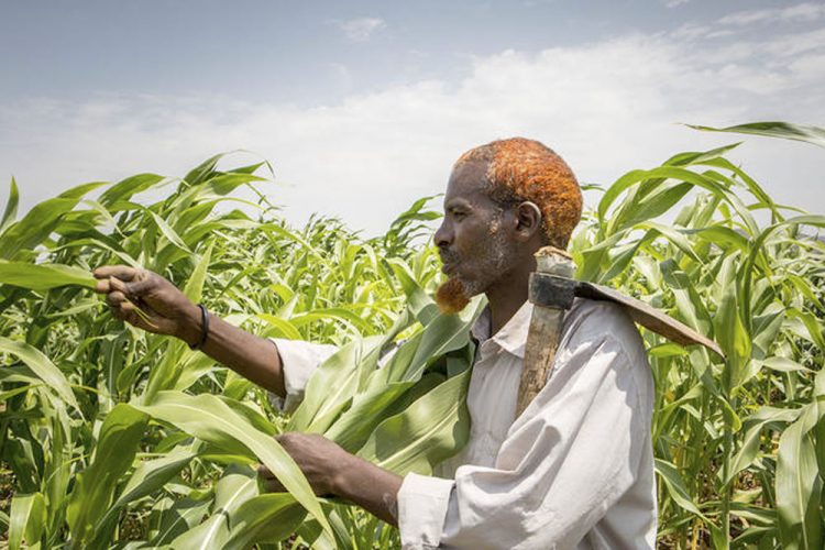 Los precios mundiales de los alimentos suben en agosto
