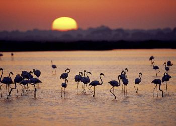 WWF pide a la Junta de Andalucía cautela y rigor científico ante los planes de fumigación contra el virus del Nilo en el entorno de Doñana