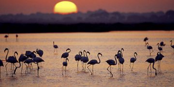 WWF pide a la Junta de Andalucía cautela y rigor científico ante los planes de fumigación contra el virus del Nilo en el entorno de Doñana