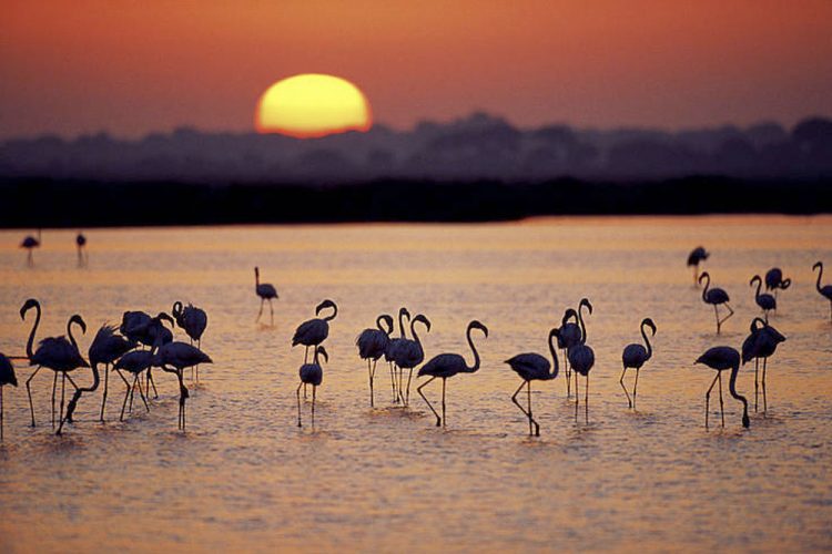 WWF pide a la Junta de Andalucía cautela y rigor científico ante los planes de fumigación contra el virus del Nilo en el entorno de Doñana