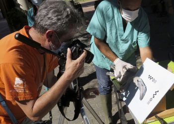 Marcaje y chequeo de los seis pollos de flamencos nacidos esta temporada en el Zoobotánico