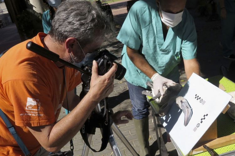 Marcaje y chequeo de los seis pollos de flamencos nacidos esta temporada en el Zoobotánico