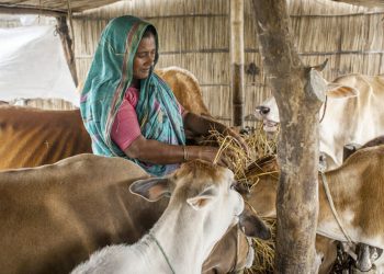 El Comité de Agricultura de la FAO se centra en el modo en que la transformación del sector ganadero puede contribuir al logro de los ODS