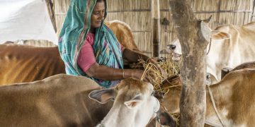 El Comité de Agricultura de la FAO se centra en el modo en que la transformación del sector ganadero puede contribuir al logro de los ODS