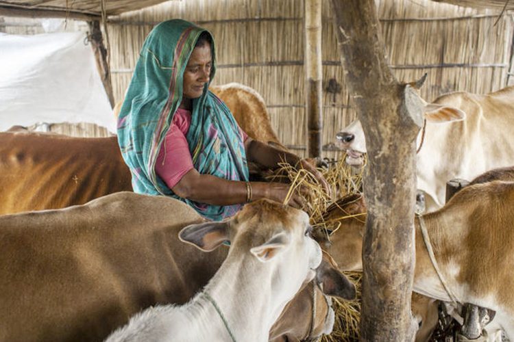 El Comité de Agricultura de la FAO se centra en el modo en que la transformación del sector ganadero puede contribuir al logro de los ODS