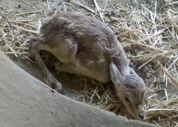 Nacen cuatro gacelas dorcas en el Zoobotánico de Jerez
