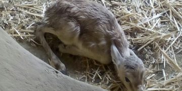 Nacen cuatro gacelas dorcas en el Zoobotánico de Jerez
