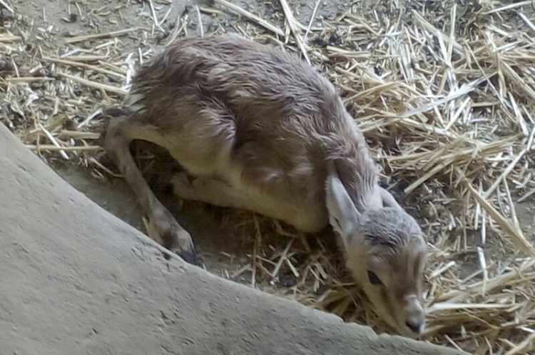 Nacen cuatro gacelas dorcas en el Zoobotánico de Jerez
