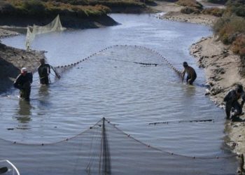 #PuertoReal. Fomento de la acuicultura de esteros como generador de empleo en la Bahía de Cádiz