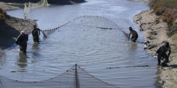 #PuertoReal. Fomento de la acuicultura de esteros como generador de empleo en la Bahía de Cádiz