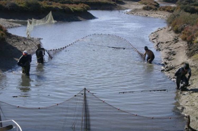 #PuertoReal. Fomento de la acuicultura de esteros como generador de empleo en la Bahía de Cádiz