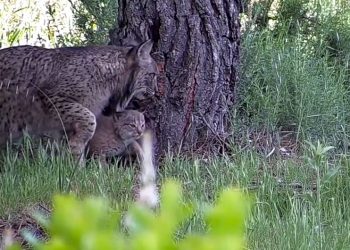 El nuevo ‘baby boom’ de la naturaleza andaluza