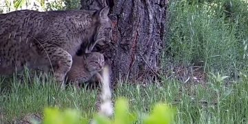 El nuevo ‘baby boom’ de la naturaleza andaluza