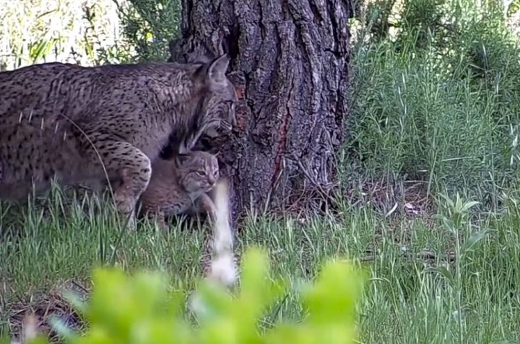 El nuevo ‘baby boom’ de la naturaleza andaluza