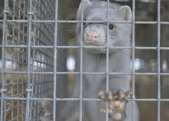 Detectado en Dinamarca una mutación del COVID-19 que ya ha afectado a más de 200 personas