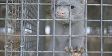 Detectado en Dinamarca una mutación del COVID-19 que ya ha afectado a más de 200 personas