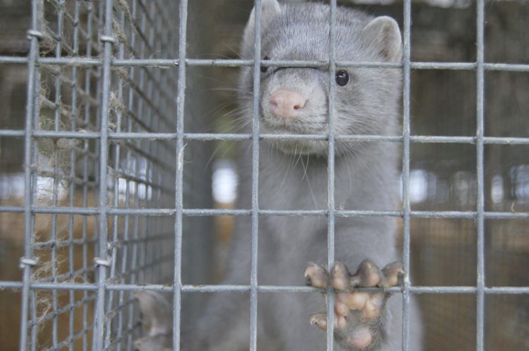 Detectado en Dinamarca una mutación del COVID-19 que ya ha afectado a más de 200 personas