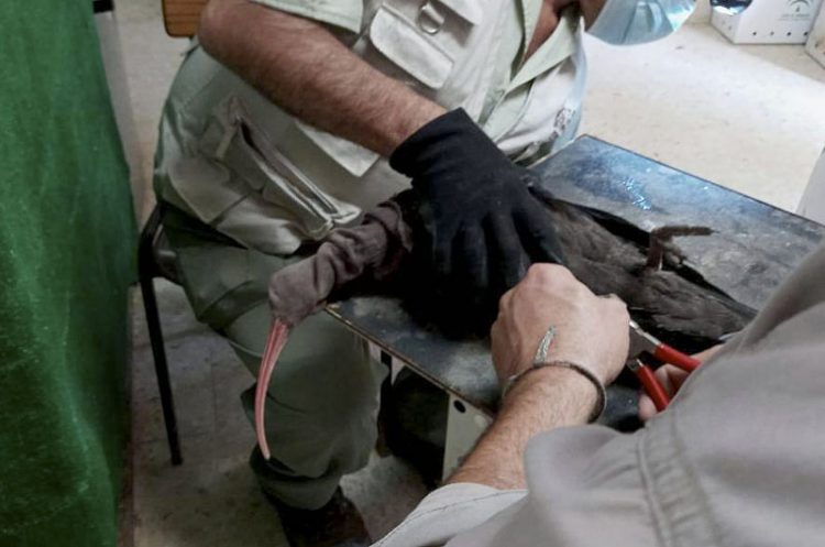 El programa de reintroducción del ibis eremita traslada 12 aves al aviario de San Ambrosio