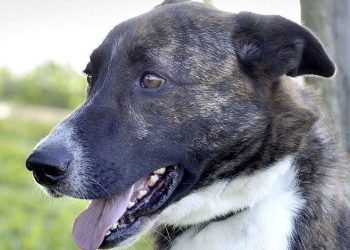 Adelante propone una campaña de concienciación contra el abandono y el maltrato animal