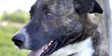 Adelante propone una campaña de concienciación contra el abandono y el maltrato animal