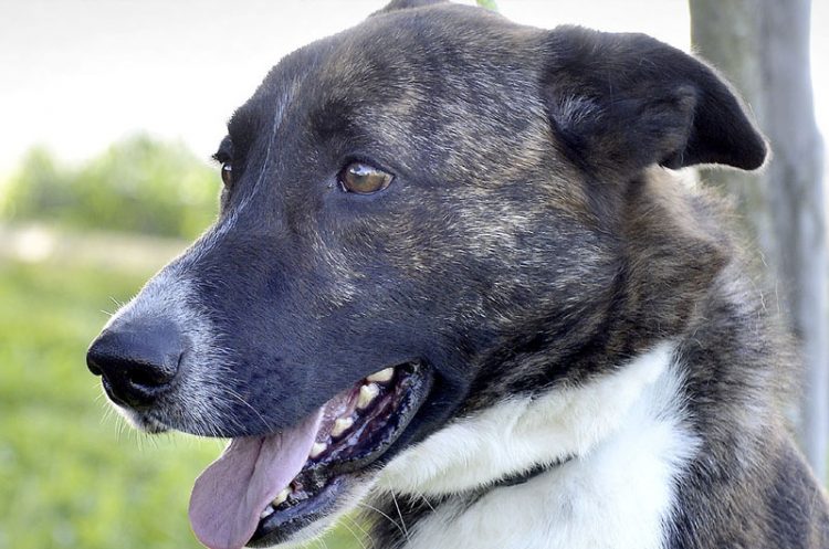 Adelante propone una campaña de concienciación contra el abandono y el maltrato animal