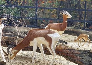 Nueva cría de gacela Mhorr en el Zoobotánico