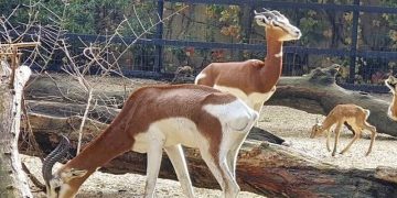 Nueva cría de gacela Mhorr en el Zoobotánico